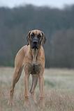 DOGUE ALLEMAND 740